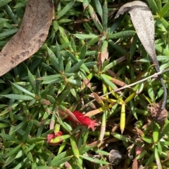 Styphelia humifusum (Cranberry Heath) at Hackett, ACT - 18 Apr 2022 by NedJohnston