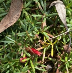 Astroloma humifusum (Cranberry Heath) at Hackett, ACT - 18 Apr 2022 by Ned_Johnston