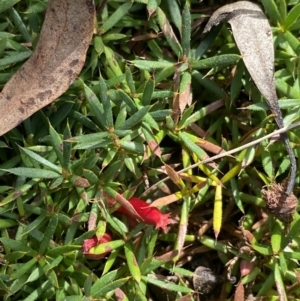 Styphelia humifusum at Hackett, ACT - 18 Apr 2022