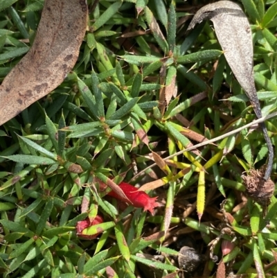 Styphelia humifusum (Cranberry Heath) at Hackett, ACT - 18 Apr 2022 by NedJohnston