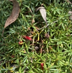 Styphelia humifusum at Hackett, ACT - 18 Apr 2022