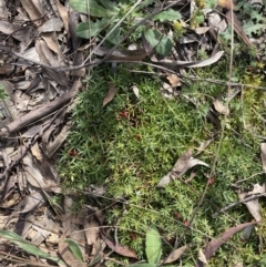 Styphelia humifusum at Hackett, ACT - 18 Apr 2022