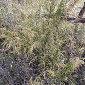 Cassinia sifton at Hackett, ACT - 18 Apr 2022 01:02 PM