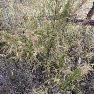 Cassinia sifton (Sifton Bush, Chinese Shrub) at Hackett, ACT - 18 Apr 2022 by Ned_Johnston