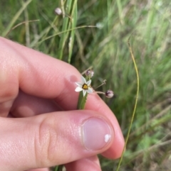 Sisyrinchium rosulatum (Scourweed) at Hackett, ACT - 18 Apr 2022 by NedJohnston