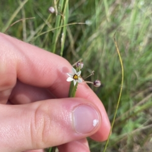 Sisyrinchium rosulatum at Hackett, ACT - 18 Apr 2022