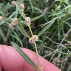 Alternanthera denticulata at Hackett, ACT - 18 Apr 2022