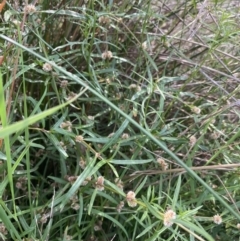 Alternanthera denticulata at Hackett, ACT - 18 Apr 2022