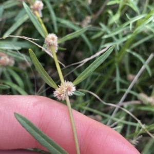 Alternanthera denticulata at Hackett, ACT - 18 Apr 2022