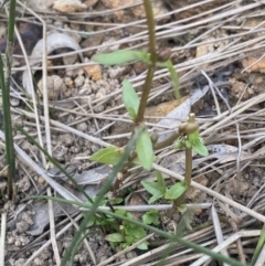 Gratiola pumilo at Hackett, ACT - 18 Apr 2022