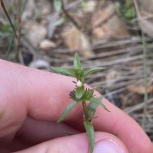 Gratiola pumilo at Hackett, ACT - 18 Apr 2022