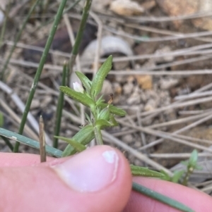 Gratiola pumilo at Hackett, ACT - 18 Apr 2022