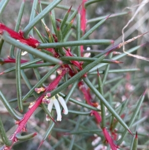 Hakea decurrens at Hackett, ACT - 18 Apr 2022 12:19 PM