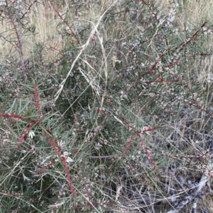 Hakea decurrens at Hackett, ACT - 18 Apr 2022 12:19 PM