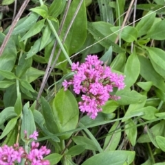 Centranthus ruber (Red Valerian, Kiss-me-quick, Jupiter's Beard) at Ainslie, ACT - 18 Apr 2022 by NedJohnston