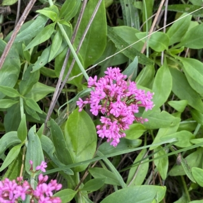 Centranthus ruber (Red Valerian, Kiss-me-quick, Jupiter's Beard) at Ainslie, ACT - 18 Apr 2022 by Ned_Johnston