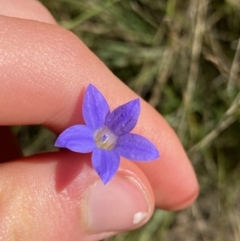 Wahlenbergia capillaris (Tufted Bluebell) at Cooma, NSW - 17 Apr 2022 by Ned_Johnston