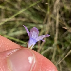 Wahlenbergia capillaris at Cooma, NSW - 17 Apr 2022