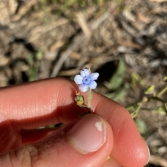 Cynoglossum australe (Australian Forget-me-not) at Cooma, NSW - 17 Apr 2022 by Ned_Johnston