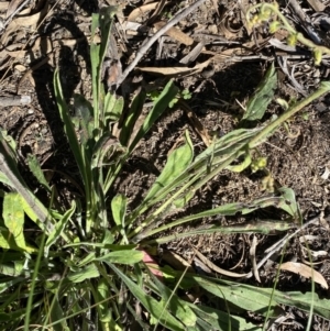 Cynoglossum australe at Cooma, NSW - 17 Apr 2022