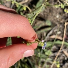 Cynoglossum australe at Cooma, NSW - 17 Apr 2022