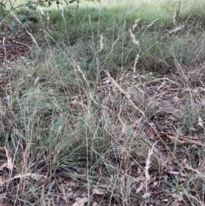 Rytidosperma fulvum at Curtin, ACT - 23 Apr 2022