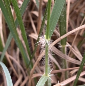 Rytidosperma fulvum at Curtin, ACT - 23 Apr 2022