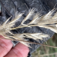 Rytidosperma fulvum at Curtin, ACT - 23 Apr 2022