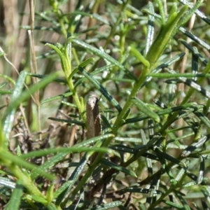 Oecophoridae (family) at Watson, ACT - 16 Apr 2022 12:13 PM