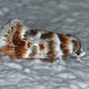 Acmotoma magniferella at Ainslie, ACT - 21 Apr 2022