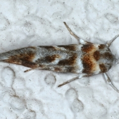 Acmotoma magniferella at Ainslie, ACT - 21 Apr 2022