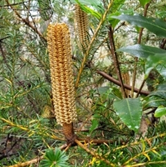 Banksia ericifolia subsp. ericifolia (Heath-leaved Banksia) at Blue Mountains National Park, NSW - 23 Apr 2022 by trevorpreston