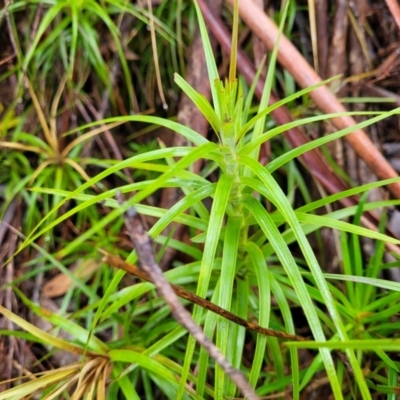 Dracophyllum secundum at Katoomba, NSW - 23 Apr 2022 by trevorpreston