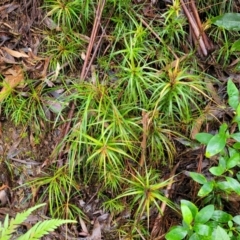 Dracophyllum secundum at Katoomba, NSW - 23 Apr 2022