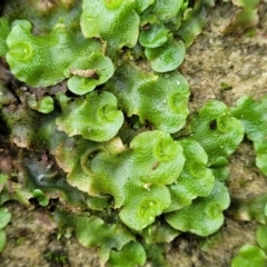 Unidentified Moss, Liverwort or Hornwort at Katoomba, NSW - 23 Apr 2022 by trevorpreston