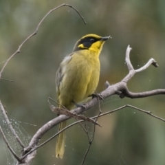 Lichenostomus melanops (Yellow-tufted Honeyeater) at Tennent, ACT - 22 Apr 2022 by patrickcox