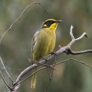 Lichenostomus melanops at Tennent, ACT - 23 Apr 2022