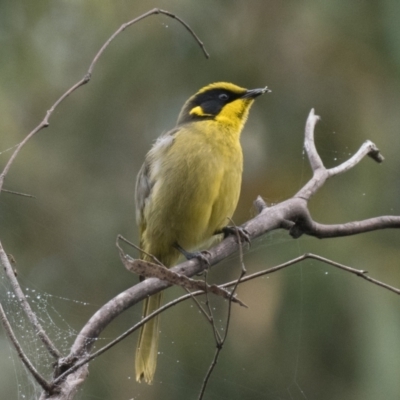 Lichenostomus melanops (Yellow-tufted Honeyeater) at Tennent, ACT - 23 Apr 2022 by patrickcox