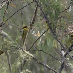 Lichenostomus melanops at Tennent, ACT - 23 Apr 2022 09:00 AM