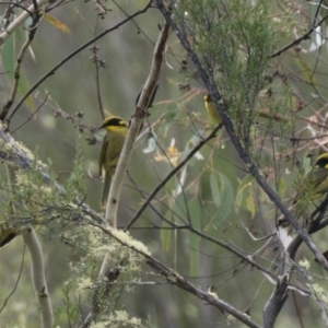 Lichenostomus melanops at Tennent, ACT - 23 Apr 2022