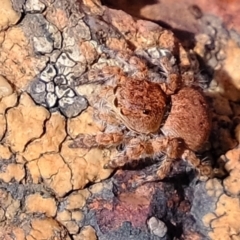 Euophryinae sp. (Rockhopper) undescribed at Coree, ACT - 21 Apr 2022