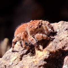 Euophryinae sp. (Rockhopper) undescribed at Coree, ACT - 21 Apr 2022 12:50 PM