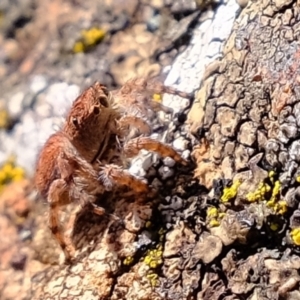 Euophryinae sp. (Rockhopper) undescribed at Coree, ACT - 21 Apr 2022