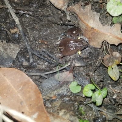 Pseudophryne bibronii (Brown Toadlet) at Bournda, NSW - 20 Apr 2022 by danswell