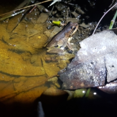 Litoria verreauxii verreauxii (Whistling Tree-frog) at Bournda, NSW - 20 Apr 2022 by danswell