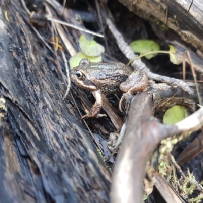 Limnodynastes dumerilii (Eastern Banjo Frog) at Bournda, NSW - 22 Apr 2022 by danswell