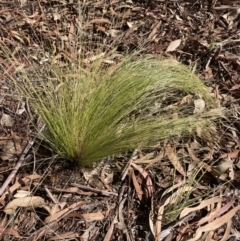 Nassella trichotoma (Serrated Tussock) at Higgins, ACT - 23 Apr 2022 by MattM