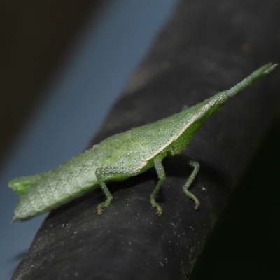 Atractomorpha sp. (Grass Pyrgomorph) at Wellington Point, QLD - 4 Apr 2022 by TimL