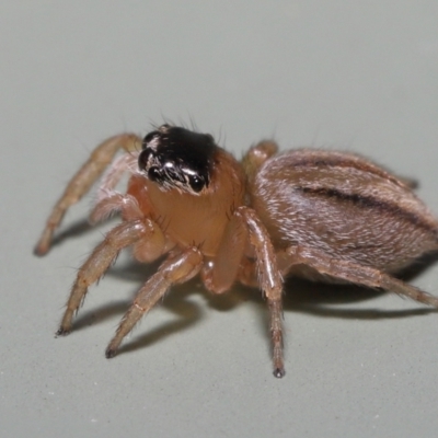 Maratus scutulatus (A jumping spider) at Wellington Point, QLD - 4 Apr 2022 by TimL