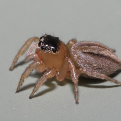 Hypoblemum sp. (genus) at Wellington Point, QLD - 4 Apr 2022 by TimL